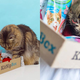 50% Off Your First KitNipBox | $10 | Amazon
50% Off Your First Multi-Cat KitNipBox | $15 | Amazon